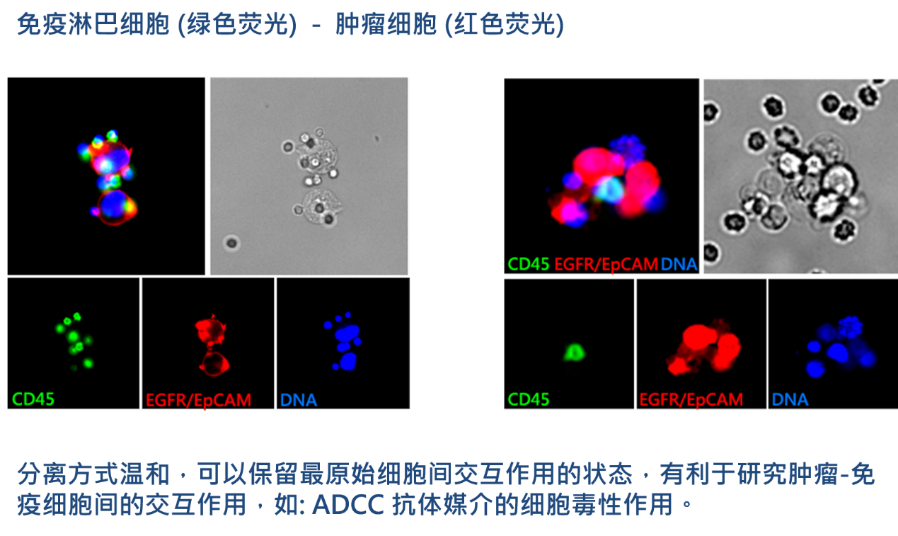 2、腫瘤-免疫細胞交互作用研究.png